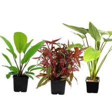 The Lucky Dip Box of 3 x XL