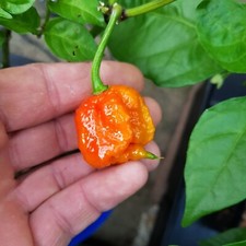 250g, Fresh, Carolina Reaper