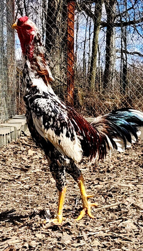Npip hatching eggs - npip, indio