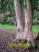 Photo 6x4 The results of bark stripping, Matley Bog, New Forest Ashurst/ c2006