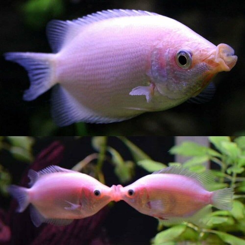 Pink kissing gourami live - kissing,