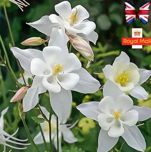 Aquilegia seeds snow - aquilegia,