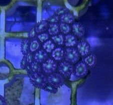 Hawaiian Punch Zoas Coral Frag