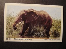 DANDY GUM WILD ANIMALS DANISH