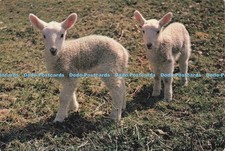 D227285 Suffolk Lambs J Arthur Dixon Ltd T Parker