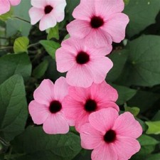 3X THUNBERGIA BLACK EYED SUSAN