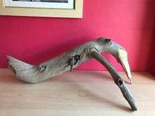 Wonderful markings on this unusual chestnut branch - Vivarium