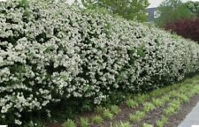100 Hawthorn Quickthorn Hedging 40-60cm Native Plant Crataegus Wildlife Friendly