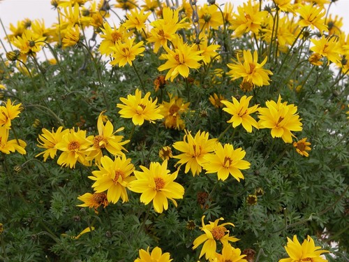 Flower bidens gold - -,