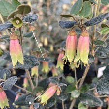 Correa Marian’s Marvel -