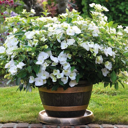 Hydrangea runaway bride xxl - 'runaway, bride'