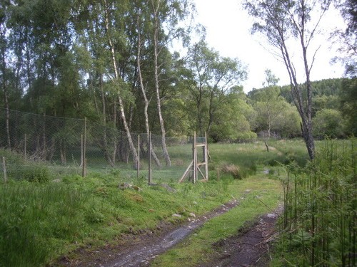 Photo 6x4 pheasant rearing - photo,