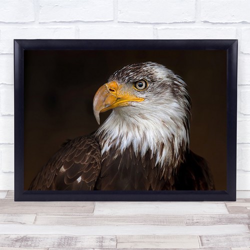Caged eagle closeup beak - closeup,