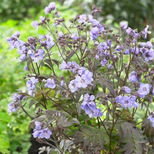 Polemonium Heaven Scent - Jacob's Ladder | Deciduous Outdoor Garden Perennial