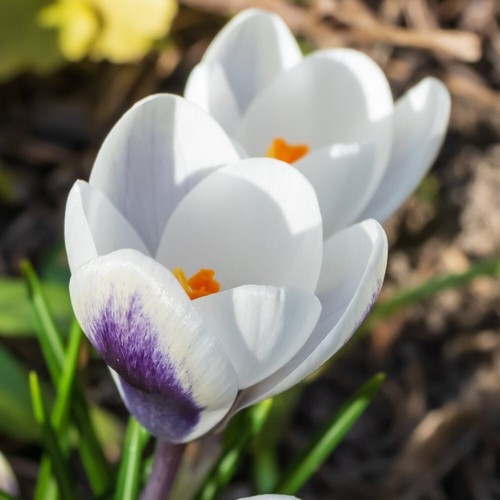 Crocus panda hardy corm spring - panda,
