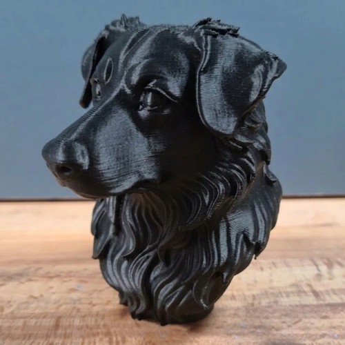 Australian shepherd bust - australian,