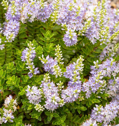Hebe dwarf variety margaret - , 1