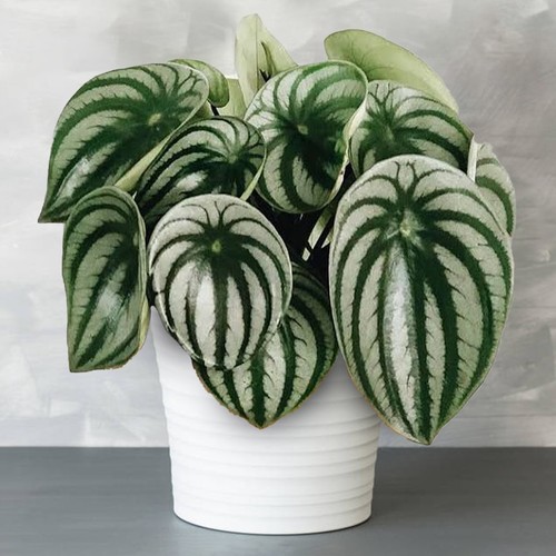 Premium peperomia argyreia - premium,