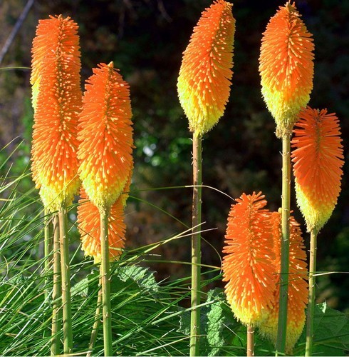 Red hot poker - 3, lily