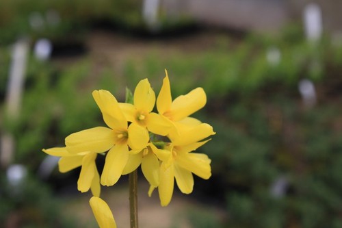 Forsythia intermedia lynwood - forsythia,
