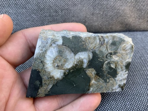 Polished aegasteroceras rare - polished,