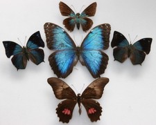 Real Butterfly specimens X5