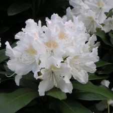Rhododendron Cunningham's White 2 Litre White Flowers Evergreen Shrub