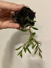 String of Bananas Purple