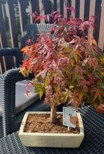 Large Red Acer  Bonsai Tree In 25 Cm Ceramic Pot