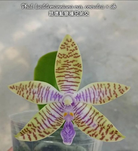 Phalaenopsis lueddemanniana - phalaenopsis,