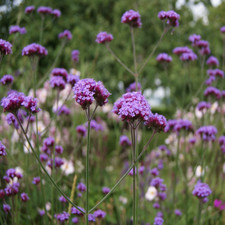 Verbena bonariensis (Purpletop