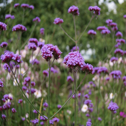 Verbena bonariensis purpletop - bonariensis, (purpletop