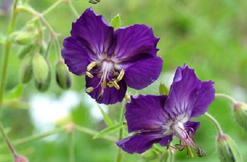 Hardy geranium phaeum - geranium,