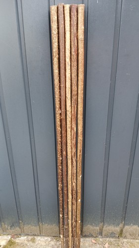 Hazel walking stick shanks - walking,