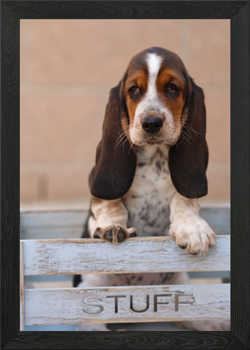 Puppy and stuff - and, wall