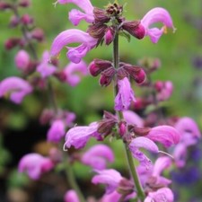 Salvia Sweet Esmeralda Bare