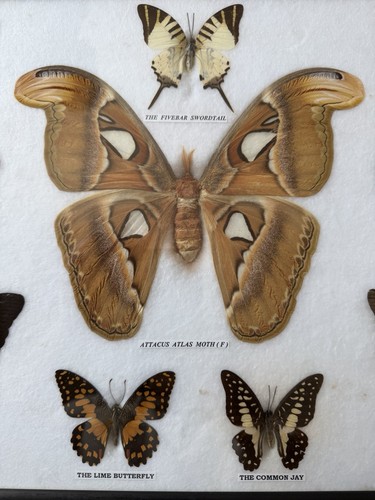 Vintage cased butterflies and - butterflies,