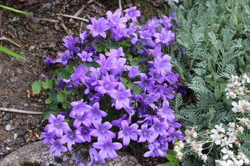 Campanula mrs resholt - campanula,