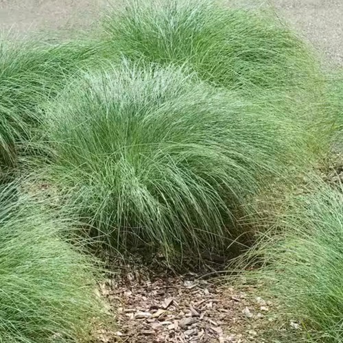 Carex grass plug plants amazon