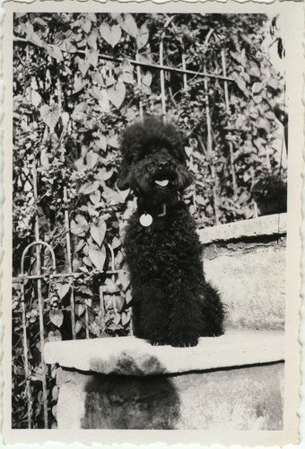 Antique photo vintage - photo,