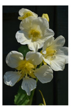 Nasturtium Tropaeolum Milkmaid