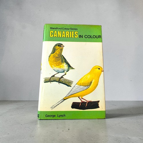 Canaries colour george - canaries,