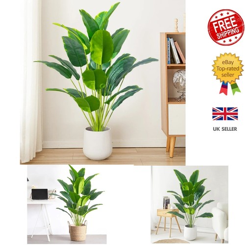 Tropical palm tree real - tropical,