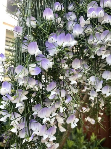 Psoralea oligophylla pea - oligophylla,