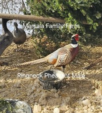 8 Jumbo Ringneck Pheasant