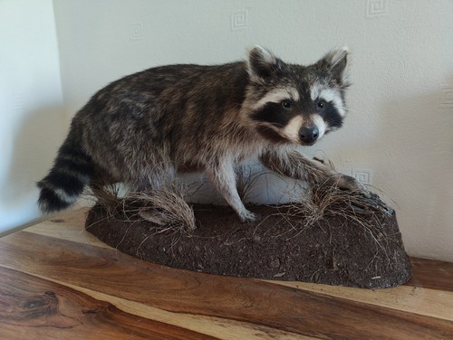 Raccoon fur taxidermy - raccoon,