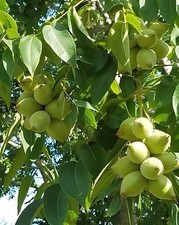 2 live Butternut Trees white
