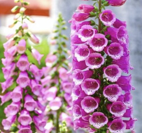 Digitalis purpurea foxglove - digitalis,