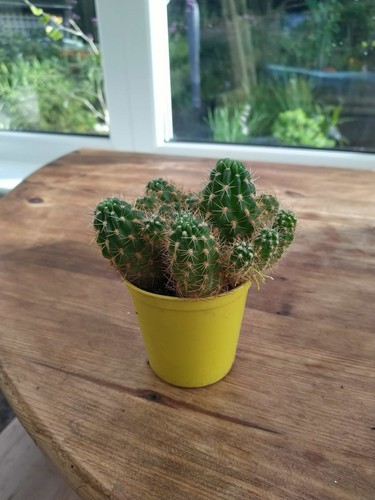 Pot over indoor cacti in - pot,