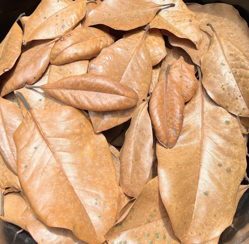 Gallons organic magnolia - 5,